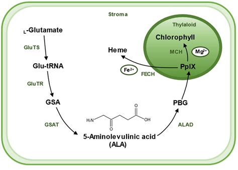 IJMS | Free Full-Text | Advances in 5-Aminolevulinic Acid Priming to Enhance Plant Tolerance to ...