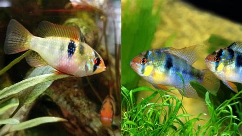 Bolivian Ram vs German Blue Ram Fish – Your Helpful Guide!