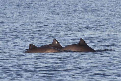 Harbour porpoise - Whale and Dolphin Conservation