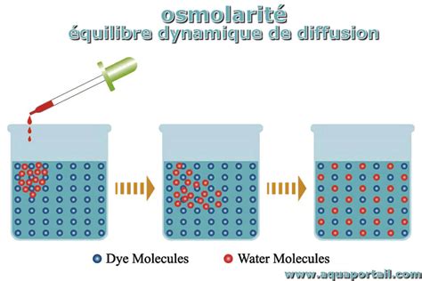 Osmolarité : définition et explications