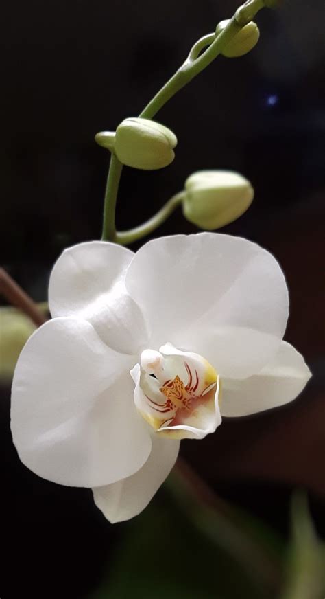 Pin by belaflowers on bela20.07 | Orchid flower, Cold porcelain flowers, Orchid photography