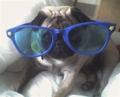 Pug wearing sunglasses! Cute Pug Pictures, Pug Photos, Pug Puppies For Sale, Dogs For Sale, Pug ...