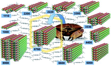 The structure and dynamics of chitin nanofibrils in an aqueous ...