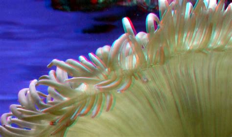 Aquarium Oceanium Blijdorp Zoo 3D | anaglyph stereo red/cyan… | Flickr