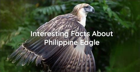 Interesting Facts About the Philippine Eagle - Discover The Philippines