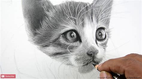 HOW TO DRAW A CAT | REALISTIC CAT | 65+ HOURS TIMELAPSE | PORTRAIT ...