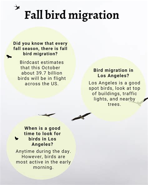 Fall Migration is Upon Us! Migración Otoñal Está Aquí! | Audubon Center ...