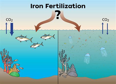 Iron Fertilization - Woods Hole Oceanographic Institution