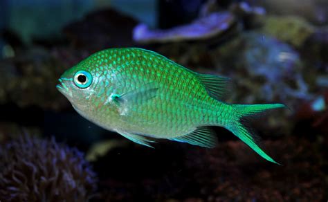 Green Chromis – Exotic Sealife