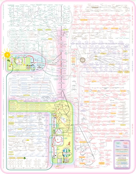 Metabolic Pathways Chart