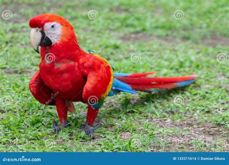 A Suprised Parrot from the Amazon Jungle. Stock Photo - Image of parrot ...