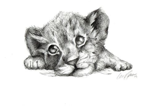 Lion Cub Pencil Drawing How To Sketch Lion Cub Using Pencils | Images ...