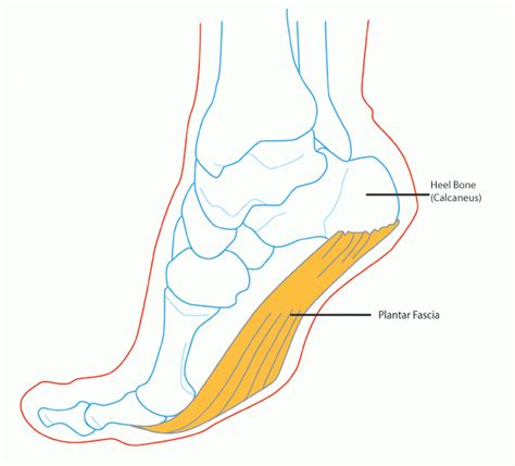 Plantar Fascia Anatomy - Docpods Australia