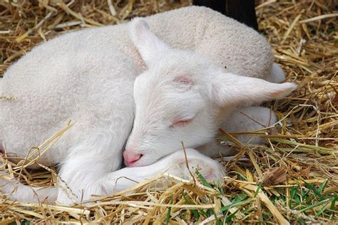 Sleeping Lamb by jimhpa, via Flickr | Pretty animals, Cute goats, Baby goats