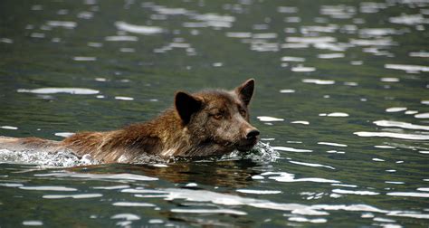 The amazing sea wolves of the Great Bear Rainforest | Canadian Geographic