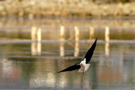 Amazing birds of Israel, birds of the Holy Land 7754485 Stock Photo at Vecteezy