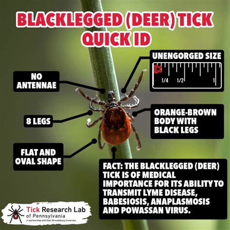 Lyme Disease Tick Life Cycle