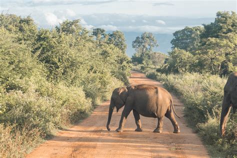 Safari of your life in Udawalawe National Park – AndSheXplores