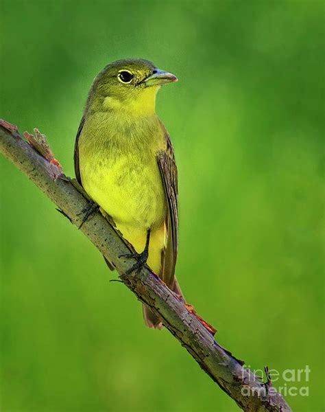 Female Scarlet Tanager Photograph by Emma England