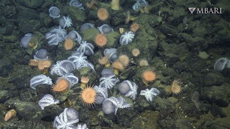 Researchers discover deep-sea springs fuel octopus breeding grounds ...