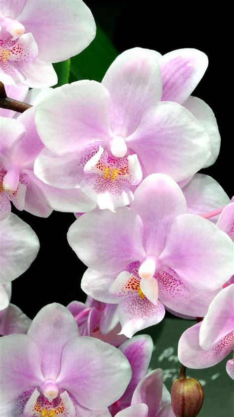 25 Orchid Flower iPhone Wallpapers - Wallpaperboat