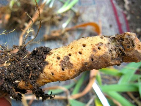 Check your iris tubers for borer damage and discard any that show evidence borers have been at ...