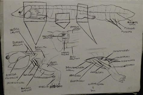 Anatomy Mudpuppy muscles 4 by Azhram on DeviantArt