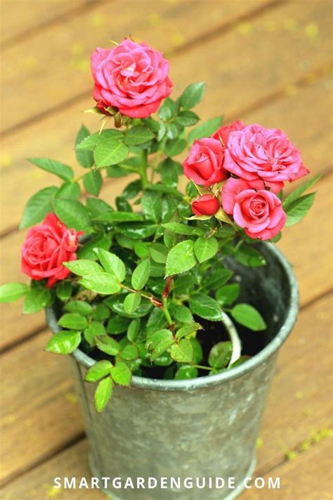 Growing miniature roses indoors. Mini rose houseplant care. All you ...