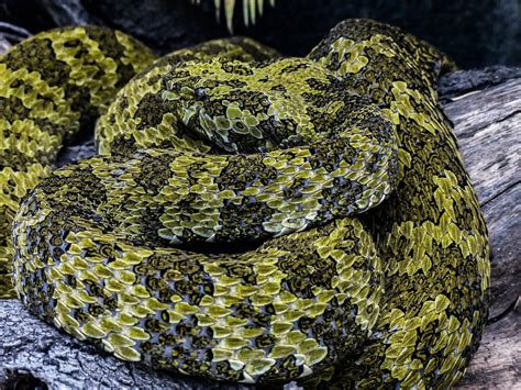 Green Spotted Snake Coiled Free Stock Photo - Public Domain Pictures