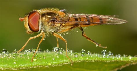 Brown Flying Insect Macro Photography · Free Stock Photo