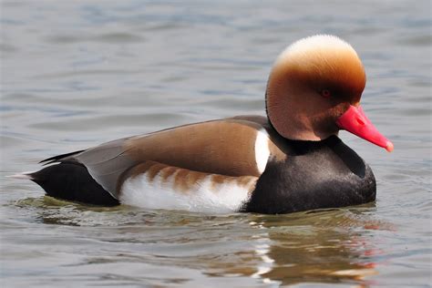 Pato de Bico Vermelho | Bird, Sea birds, Shorebirds