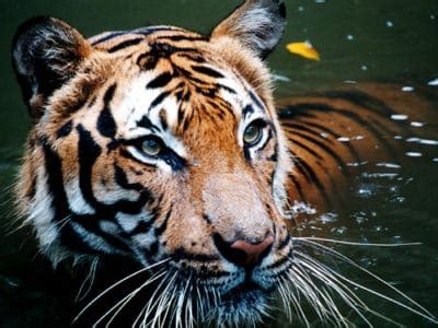 Malayan Tiger Animal Facts | Panthera Tigris Jacksoni | AZ Animals