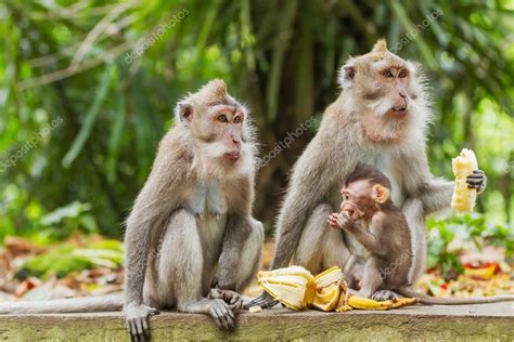 Pics: monkeys eating bananas | Monkeys eat bananas. Monkey forest in Ubud, Bali, Indonesia ...