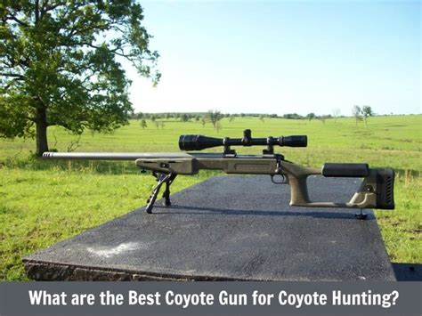 What are the Best Coyote Gun for Hunting? - World Informs