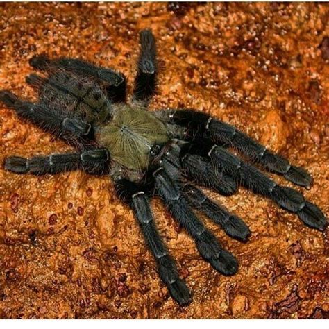 Malaysian Earth Tiger Tarantula (Omothymus schioedtei)