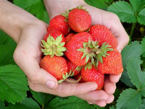 Strawberry Cultivation Step by Step Guide - Agricultureguruji