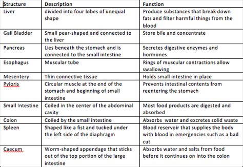 stomach structure anatomy and physiology