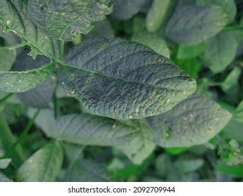 877 Plant Diseases Caused By Bacteria Images, Stock Photos & Vectors | Shutterstock