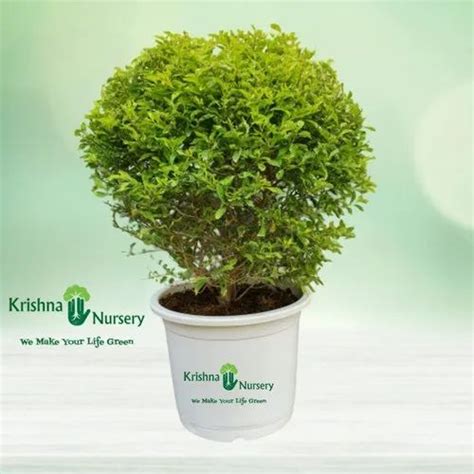 Natural Golden Duranta Hedge Outdoor Plant with White Plastic Pot for ...