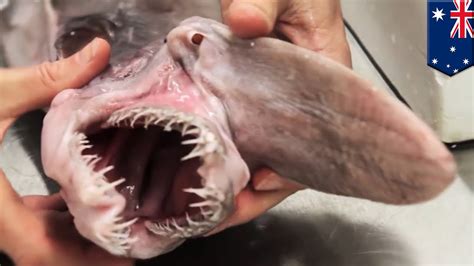 Goblin shark: Deep-sea 'living fossil' specimen donated to Australian Museum - YouTube