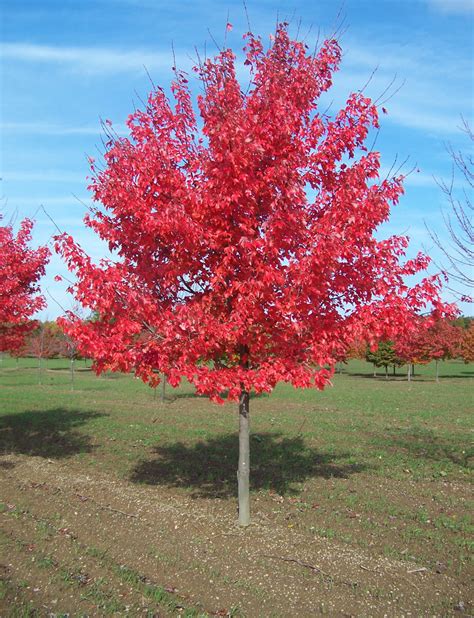 Red Sunset Maple | | Fort Wayne Trees