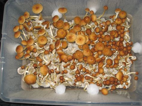 Bulk Grow 2.0 - 4 Golden Teacher Monotubs - Mushroom Cultivation - Shroomery Message Board