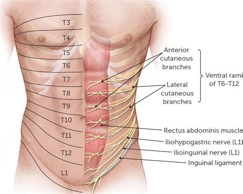 Abdominal Wall Pain Service | Central Health Physiotherapy