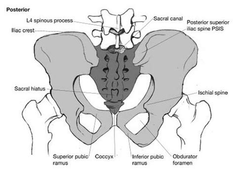 Ischial Spine Palpation