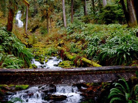 The Ultimate Guide to the Olympic National Park's Hoh Rainforest