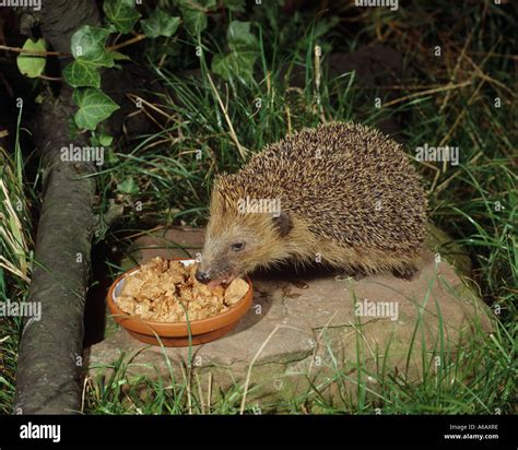 Hedgehog eating hi-res stock photography and images - Alamy