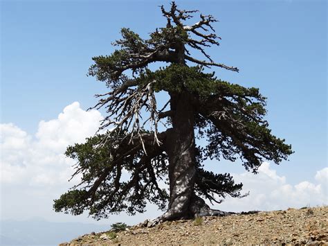 9,500-Year-Old Tree Found in Sweden Is The World’s Oldest Tree | Bored Panda