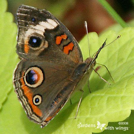 Common Buckeye Butterfly Identification and Life Cycle