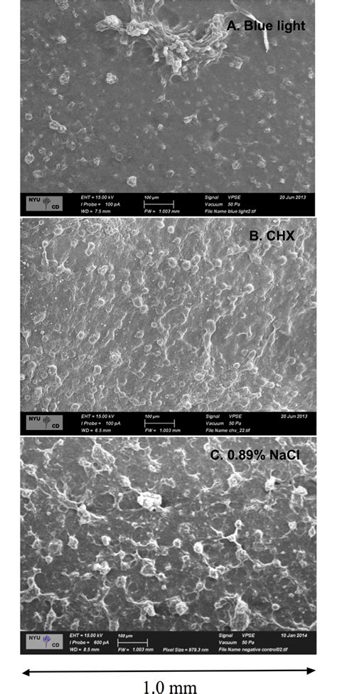 Morphology and structure of S. mutans biofilms imaged by VPSEM. VPSEM ...