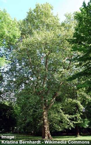 London Plane Tree: Leaves, Bark, Flowers (Pictures) – Identification